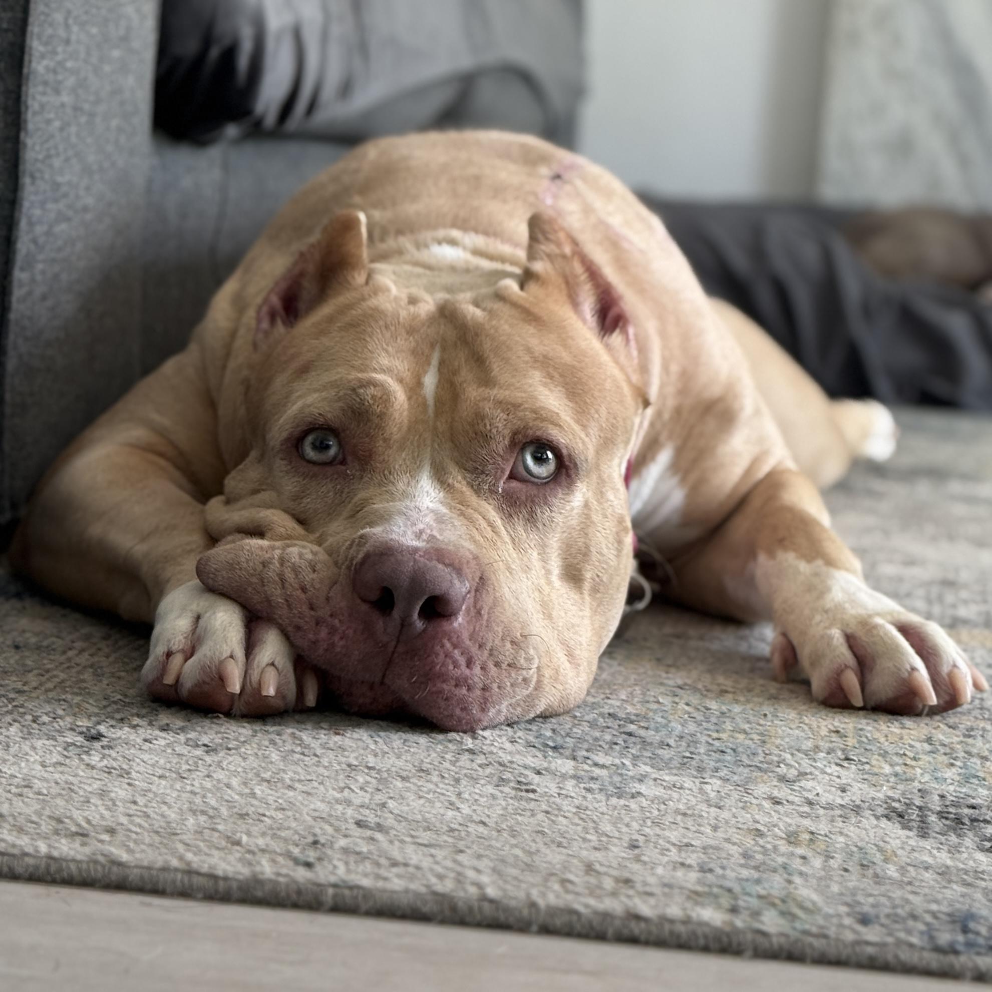 Dalia, Adoptable, Adult Female American Bully.