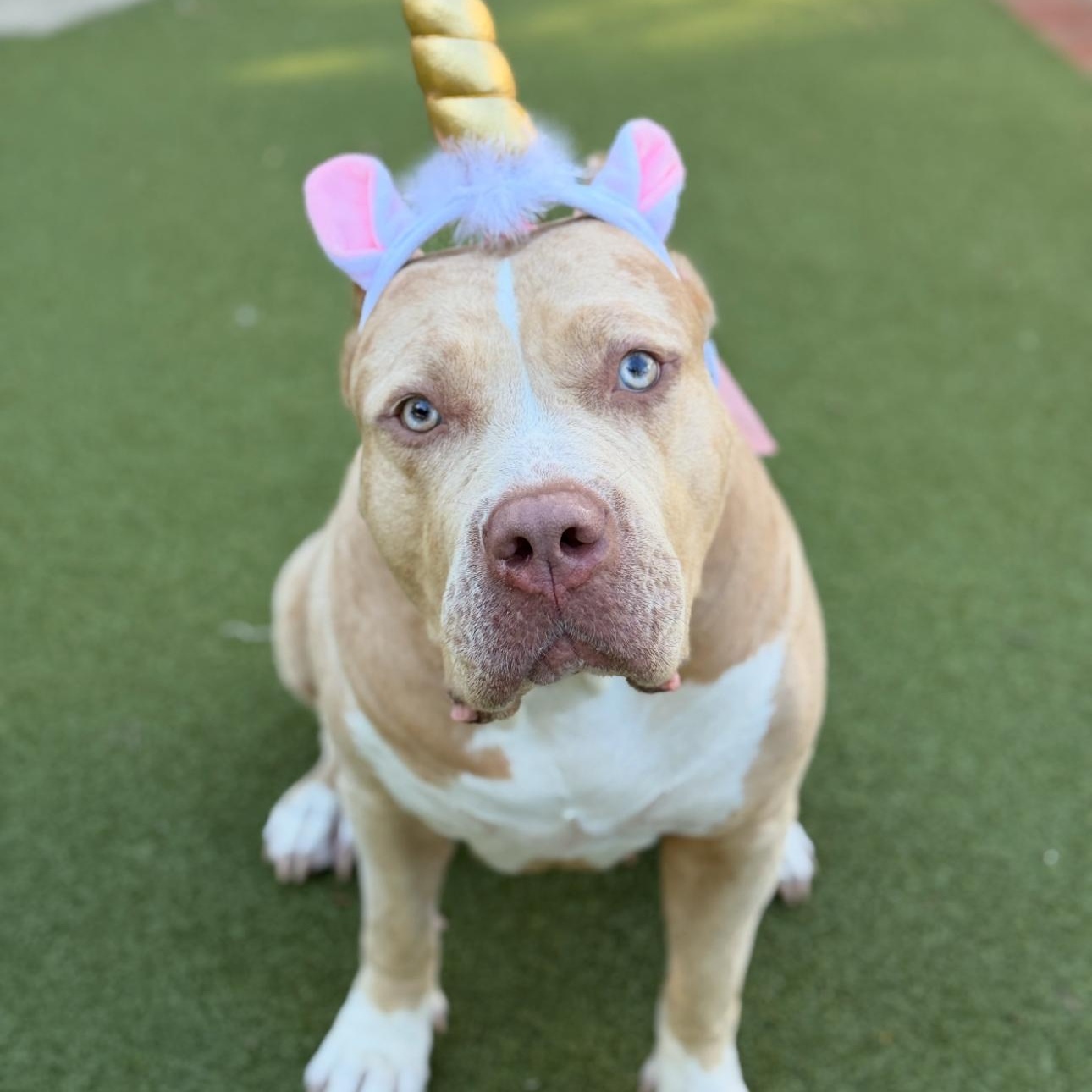 Enlarge Dalia, a Adoptable American Bully in San Diego, CA image 1/6