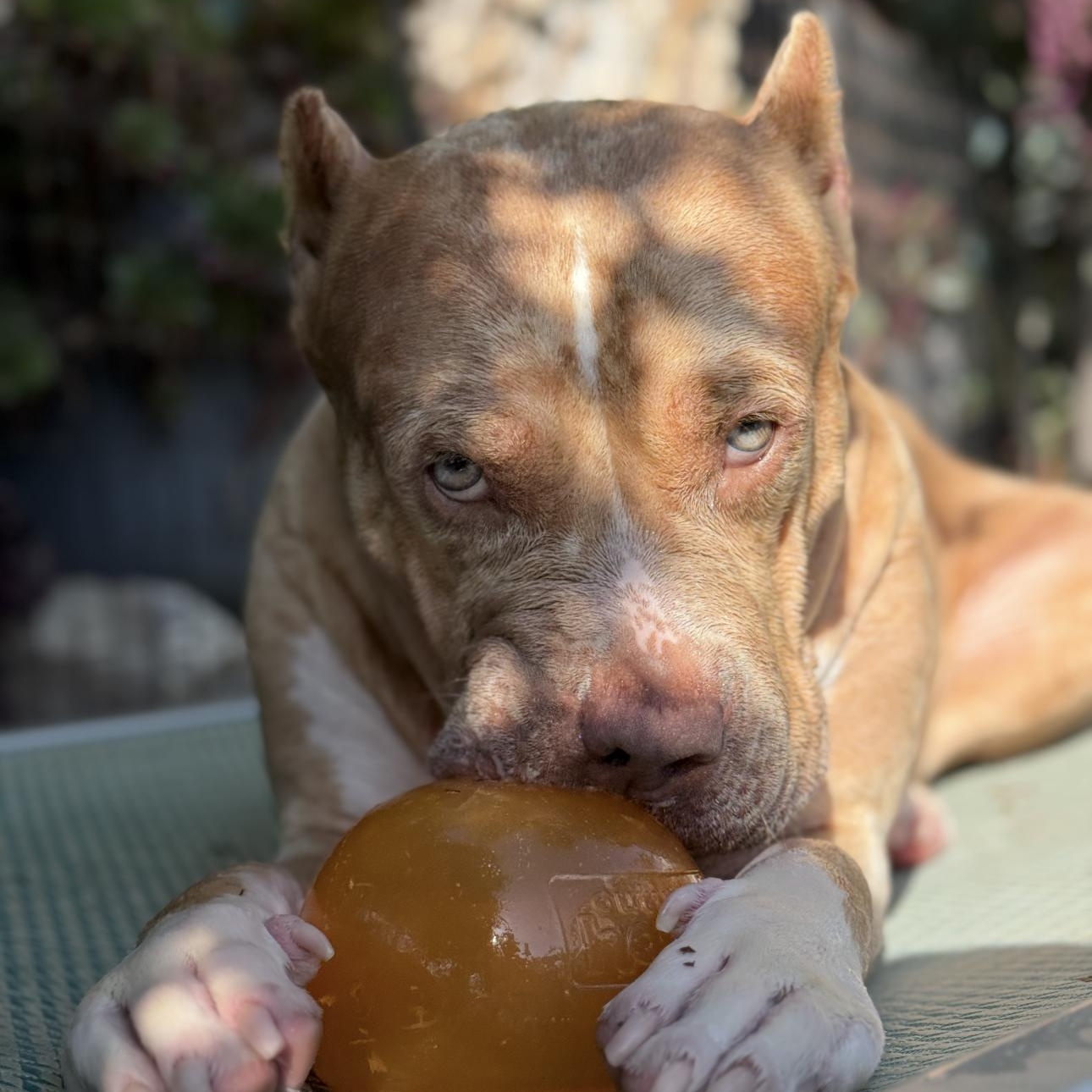 Enlarge Dalia, a Adoptable American Bully in San Diego, CA image 6/6