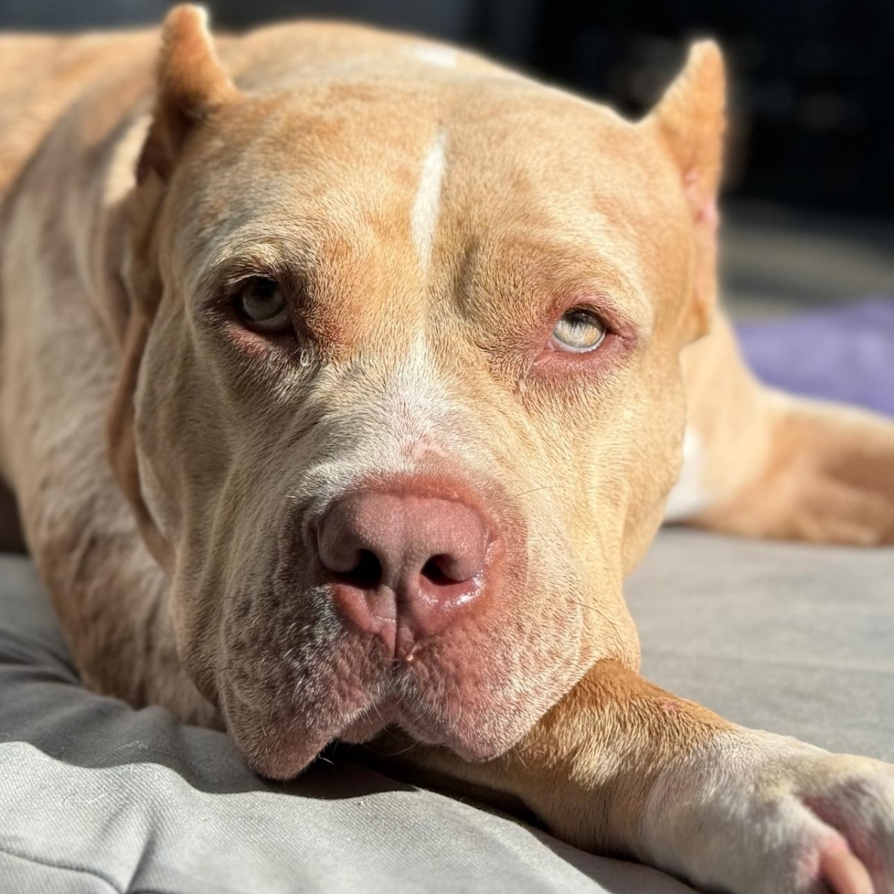 Enlarge Dalia, a Adoptable American Bully in San Diego, CA image 5/6