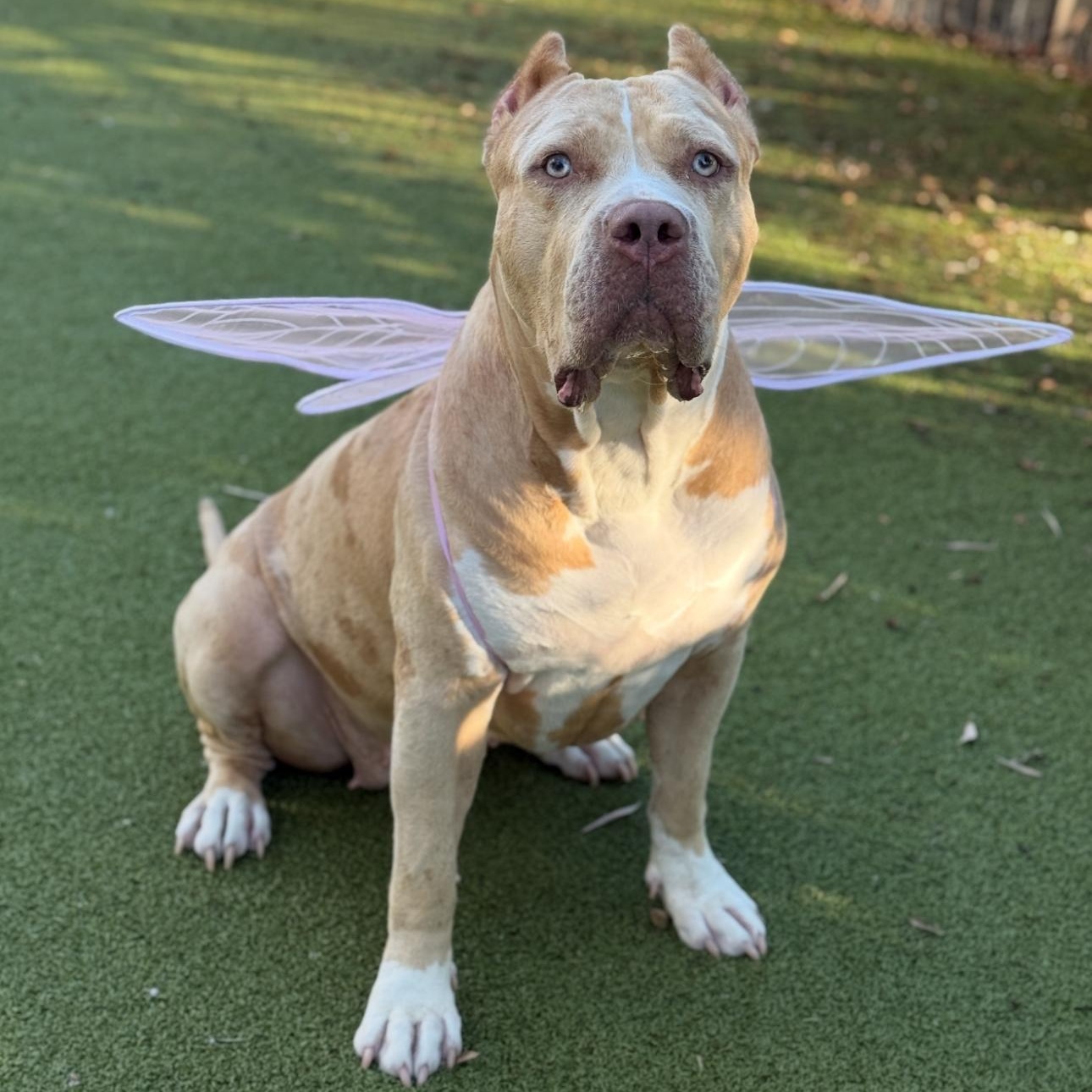 Enlarge Dalia, a Adoptable American Bully in San Diego, CA image 2/6