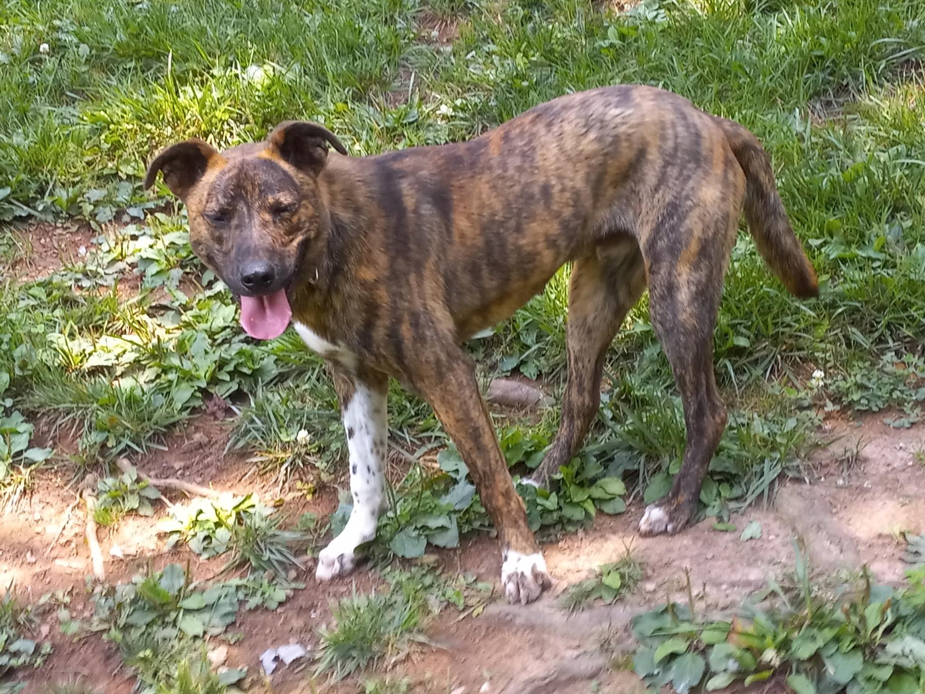 Brutus Doofus, a Adoptable mixed breed in Newport, TN image 5/6