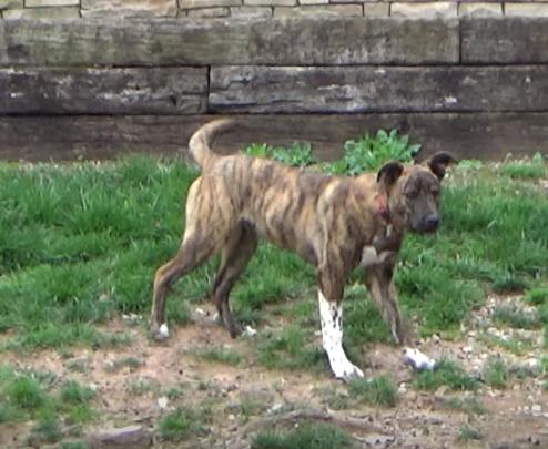 Brutus Doofus, a Adoptable mixed breed in Newport, TN image 3/6