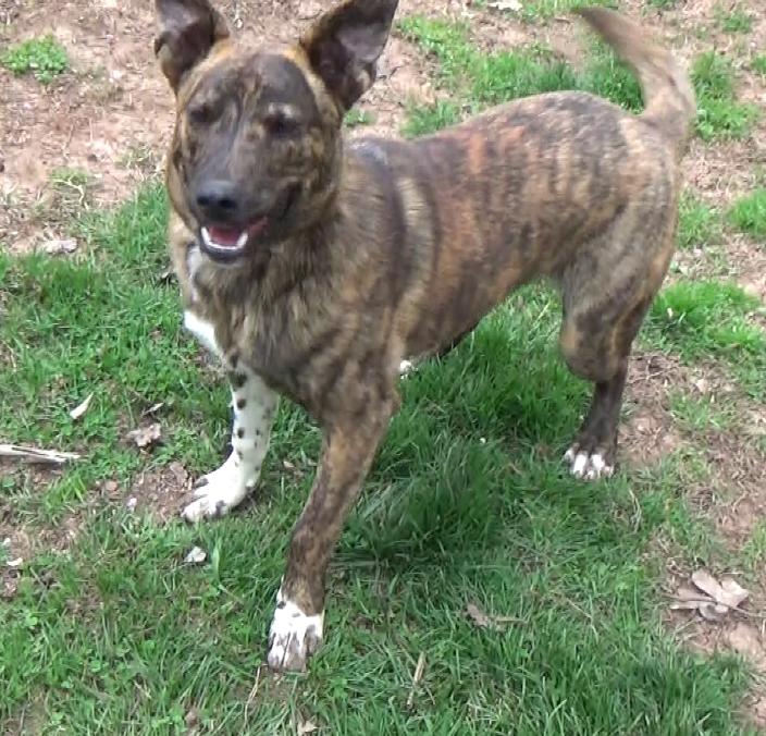 Brutus Doofus, a Adoptable mixed breed in Newport, TN image 4/6