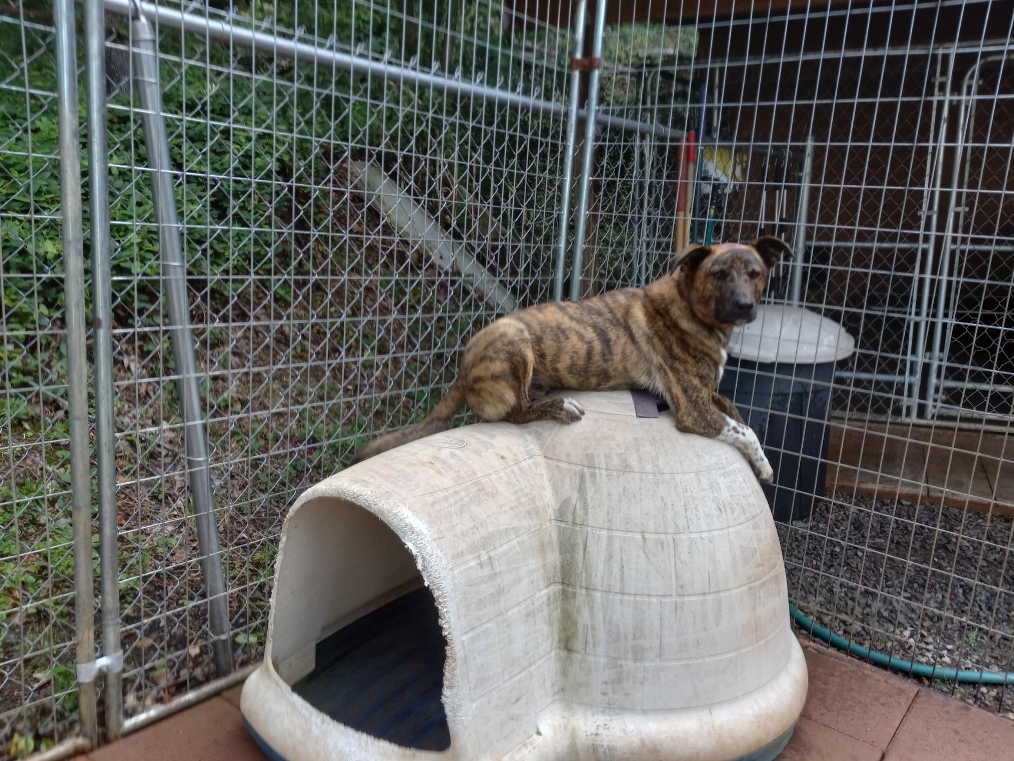 Brutus Doofus photo 6