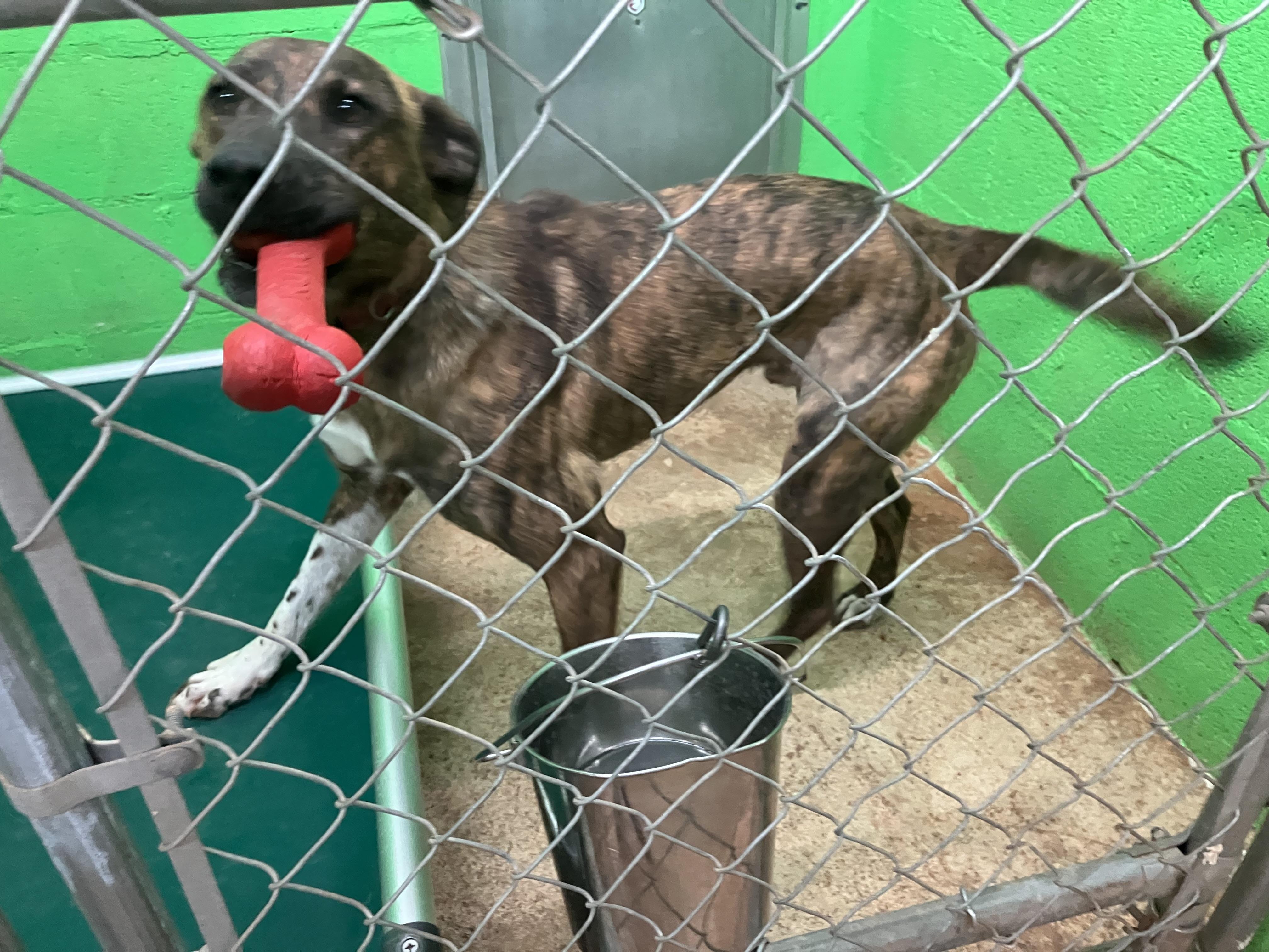 Brutus Doofus, a Adoptable mixed breed in Newport, TN image 1/6