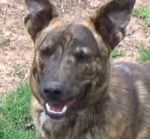 Brutus Doofus, a Adoptable mixed breed in Newport, TN image 2/6