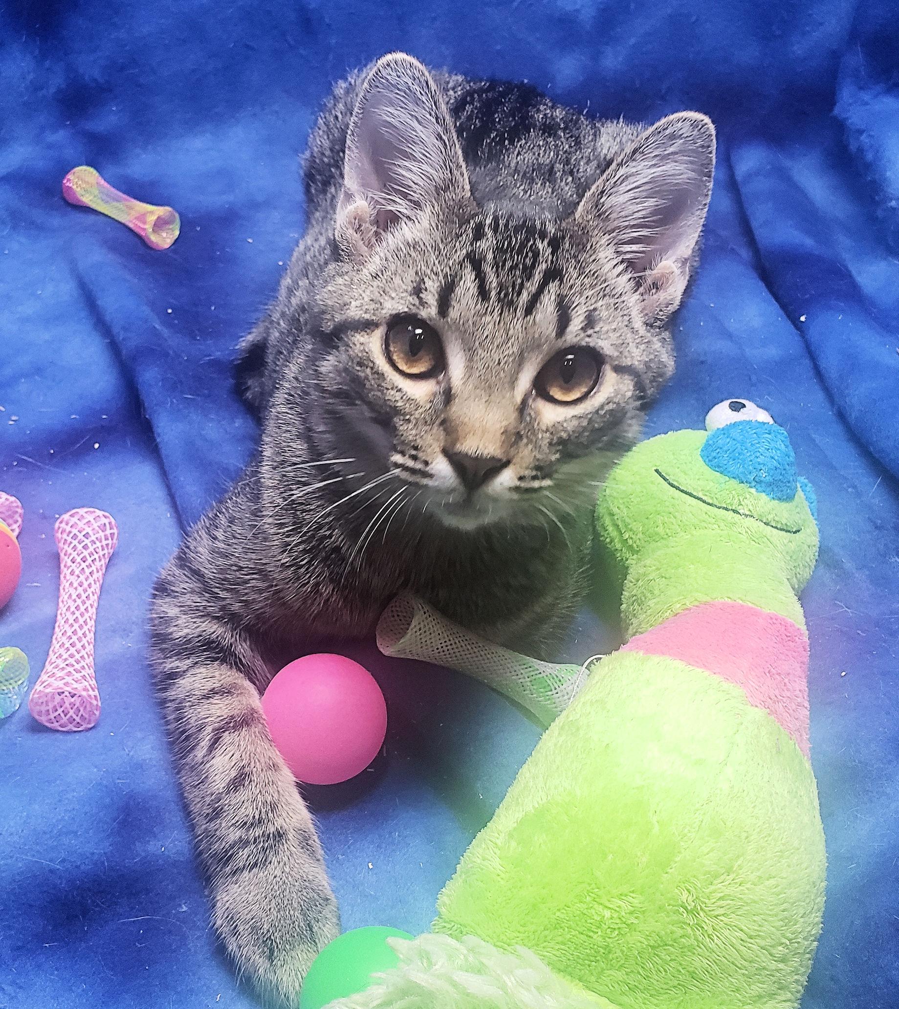 Enlarge Rascal, an adopted Domestic Short Hair in Cincinnati, OH image 3/4