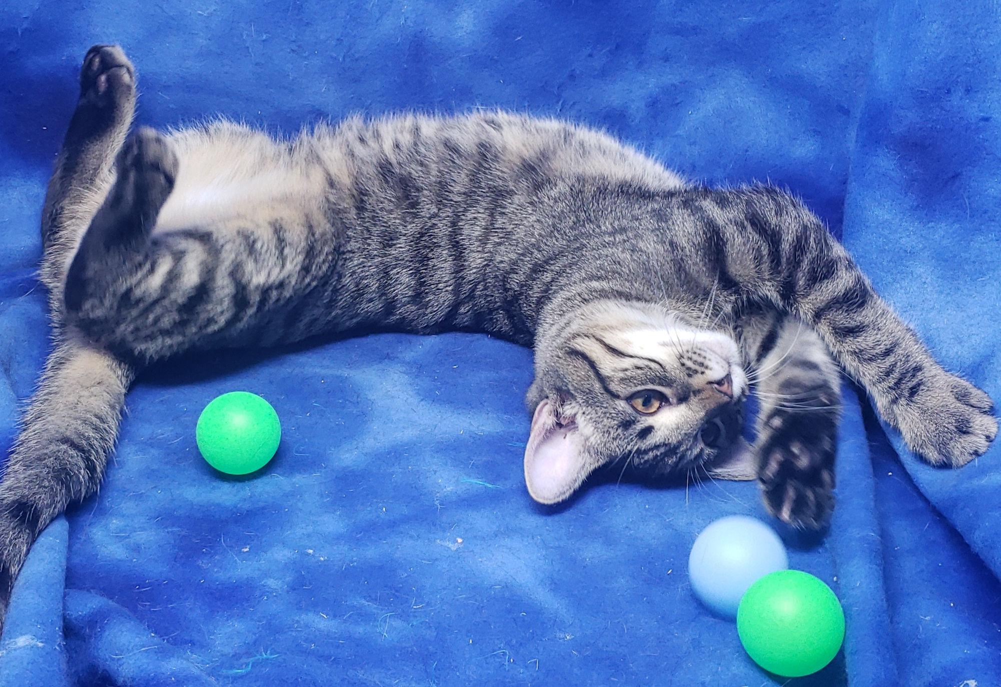 Enlarge Rascal, an adopted Domestic Short Hair in Cincinnati, OH image 2/4