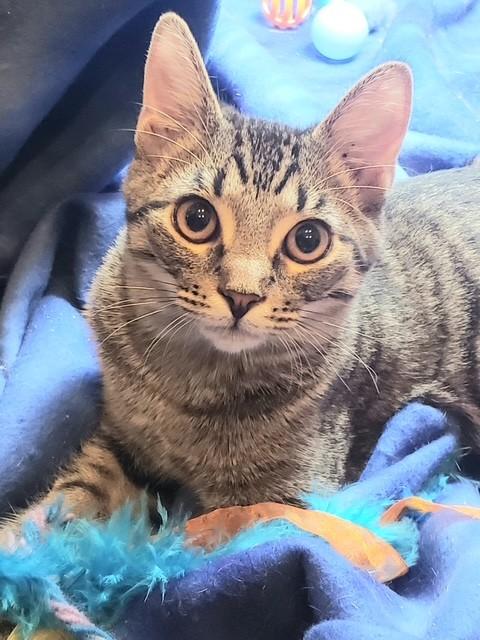 Enlarge Rascal, an adopted Domestic Short Hair in Cincinnati, OH image 1/4