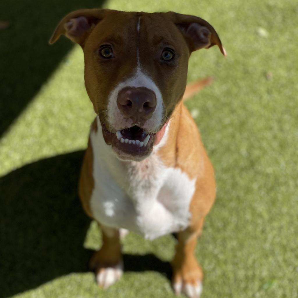 Tito, Adoptable, Adult Male Mixed Breed & Mixed Breed.