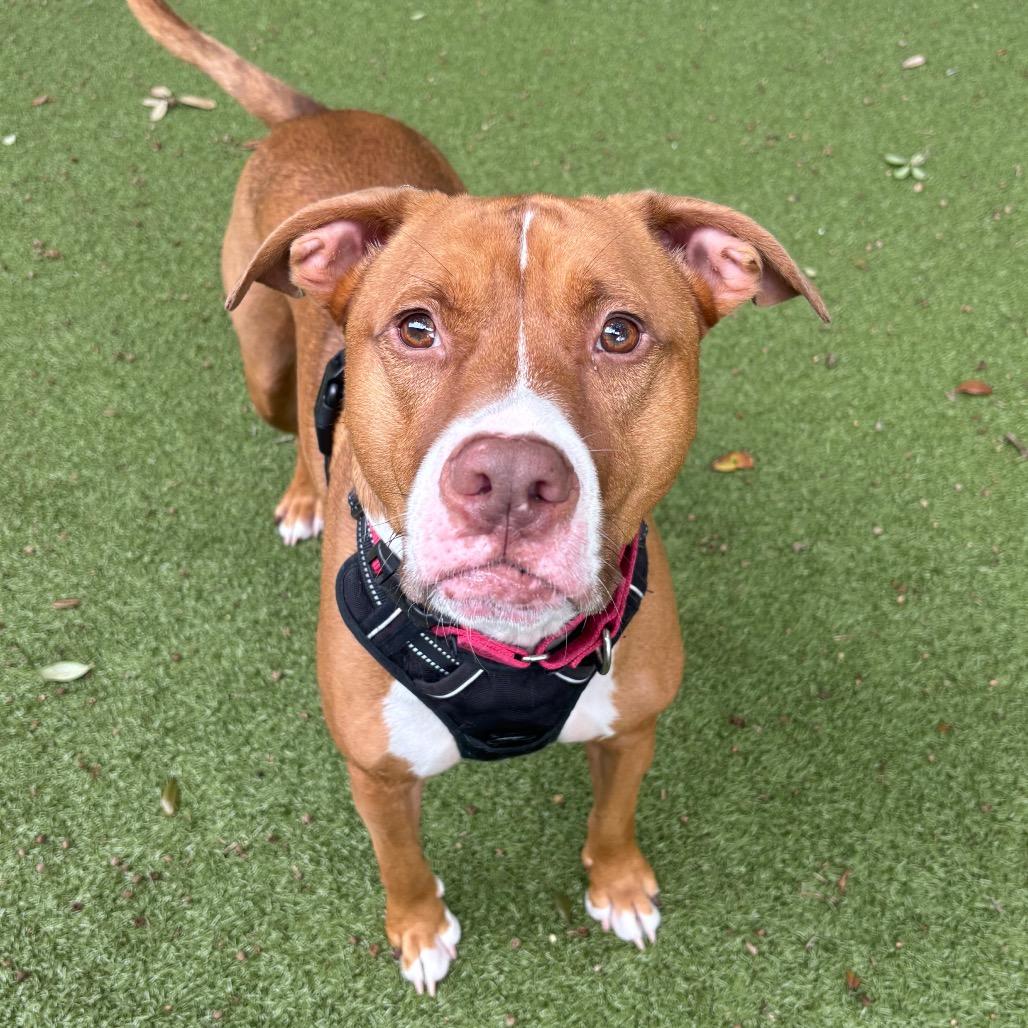 Tito, a Adoptable mixed breed in Titusville, FL image 2/6