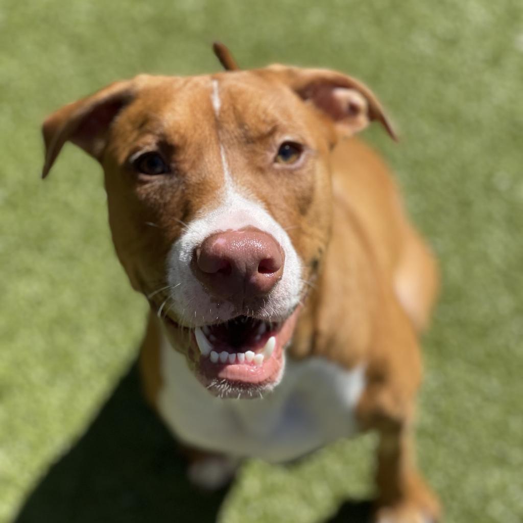 Tito, a Adoptable mixed breed in Titusville, FL image 3/6