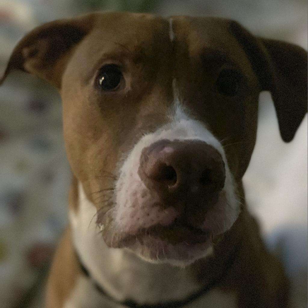 Tito, a Adoptable mixed breed in Titusville, FL image 5/6