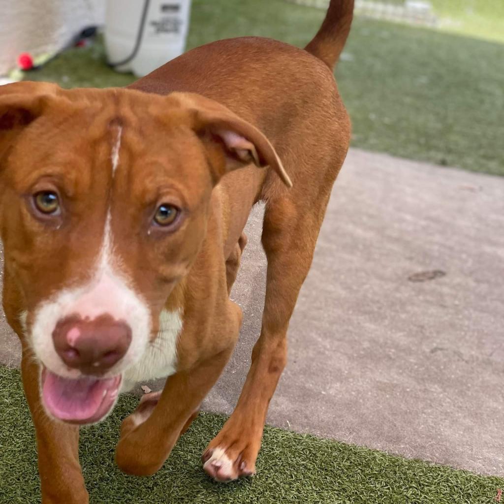 Tito, a Adoptable mixed breed in Titusville, FL image 6/6