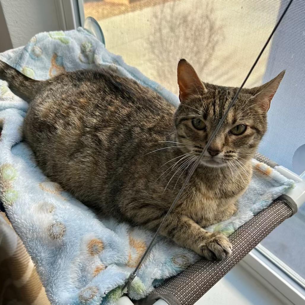 Trixie, a Adoptable mixed breed in Commerce City, CO image 1/6