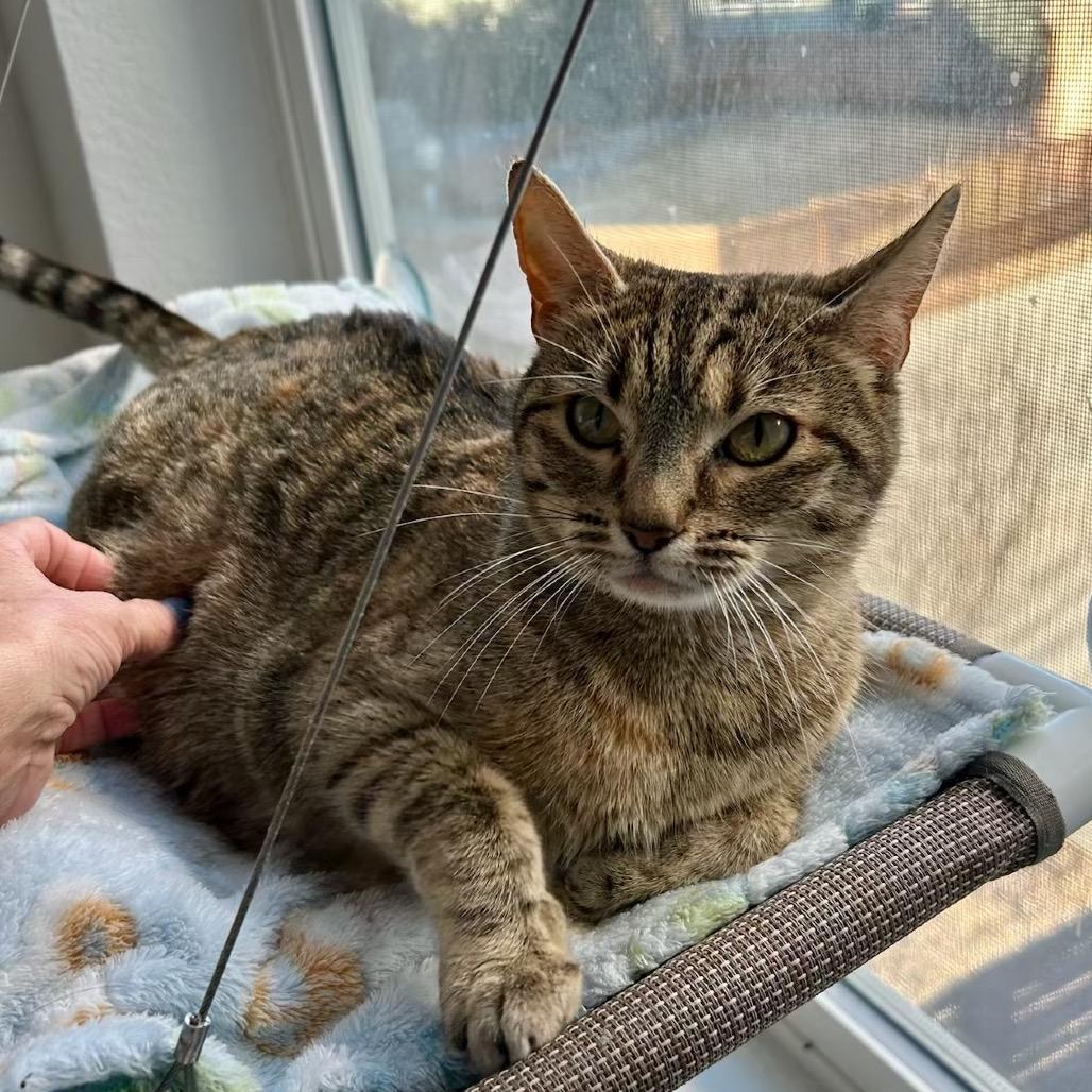 Trixie, a Adoptable mixed breed in Commerce City, CO image 2/6