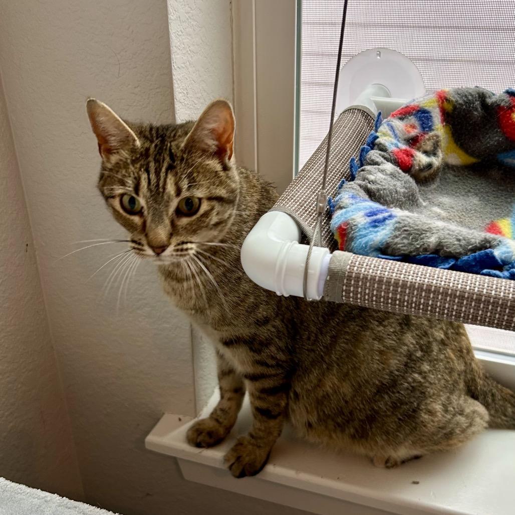 Trixie, a Adoptable mixed breed in Commerce City, CO image 3/6