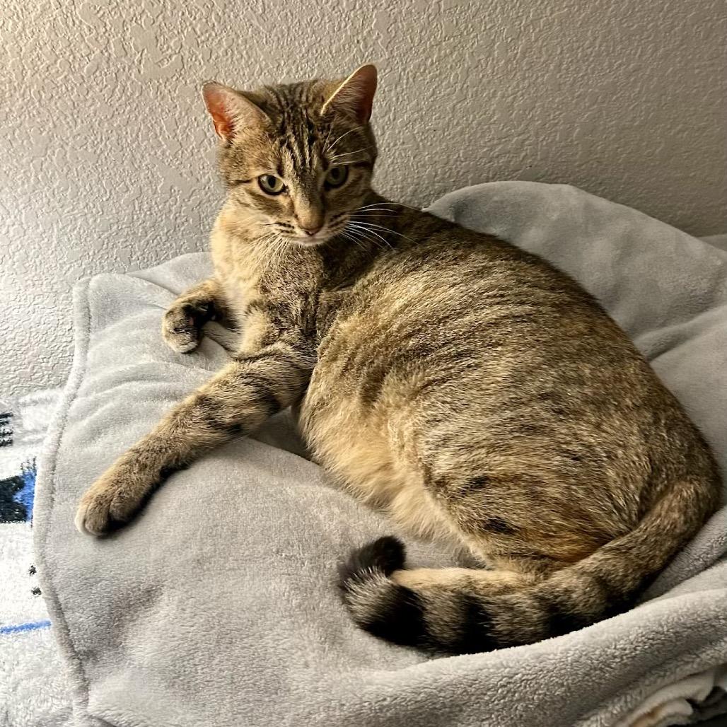 Trixie, a Adoptable mixed breed in Commerce City, CO image 4/6