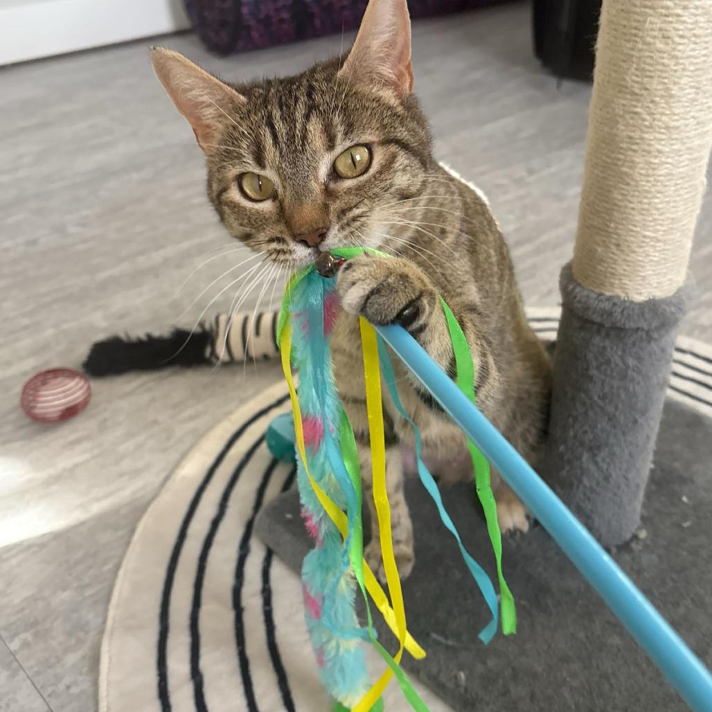 Trixie, Adoptable, Adult Female Domestic Short Hair & Domestic Short Hair.