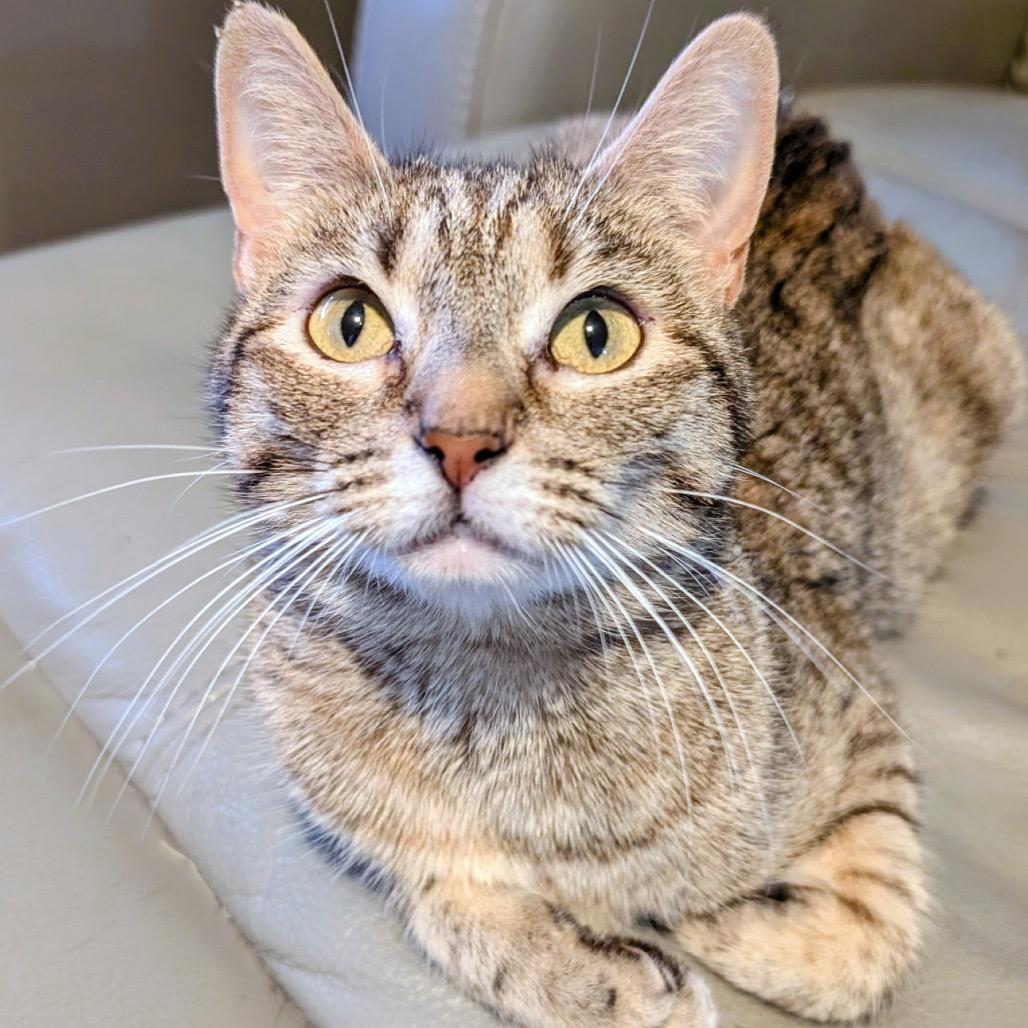 Trixie, a Adoptable mixed breed in Commerce City, CO image 6/6