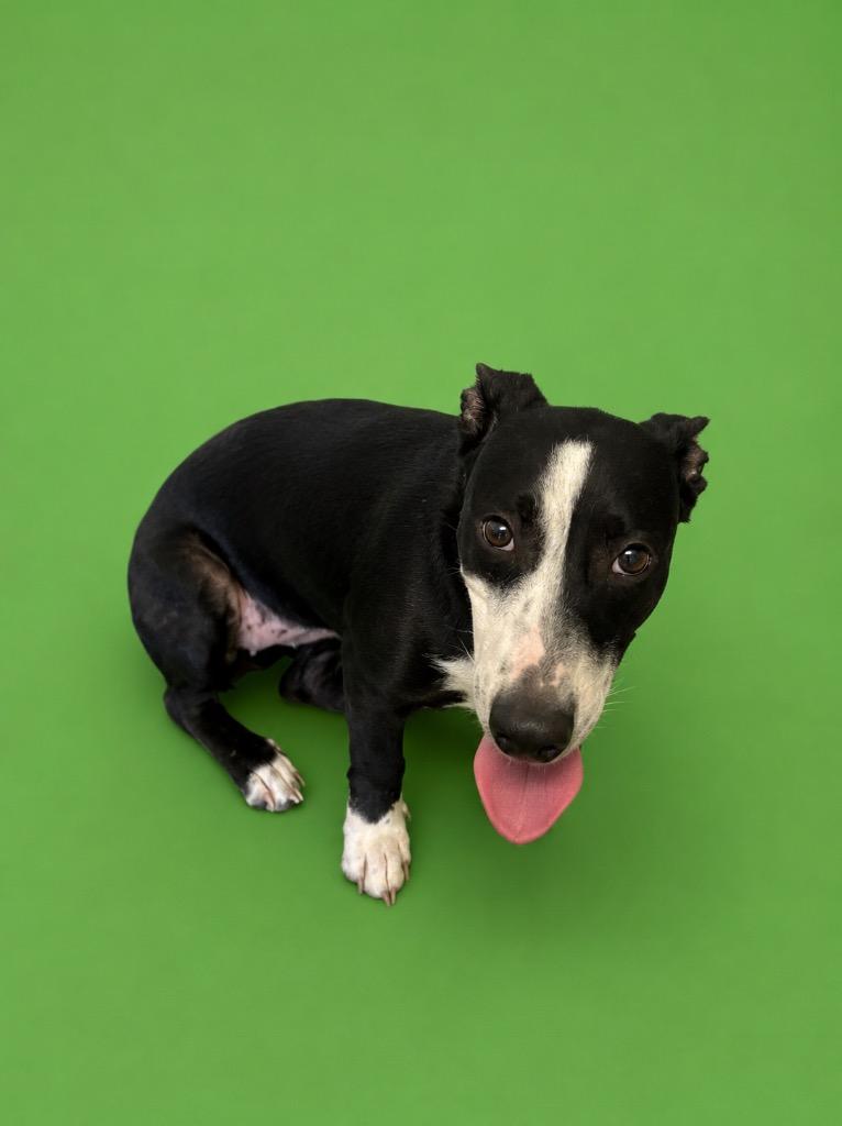Enlarge Beauty, a Adoptable mixed breed in Wauchula, FL image 1/1