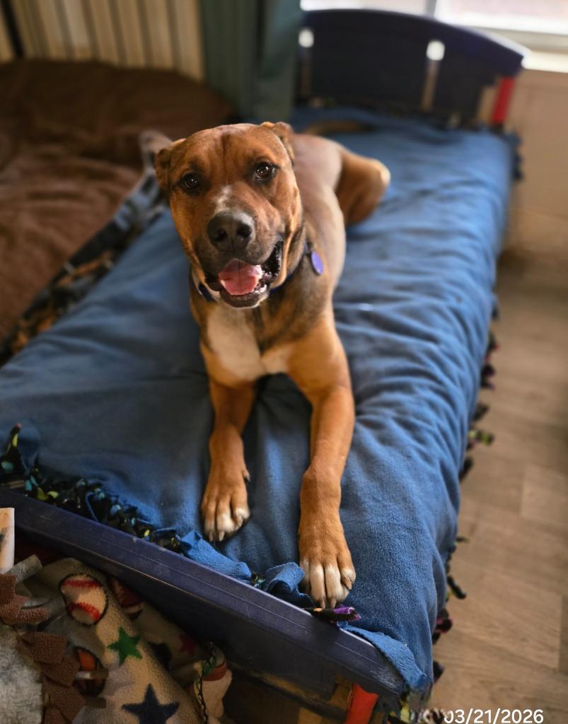 Scooby-Doo, Adoptable, Young Male Boxer & Pit Bull Terrier.