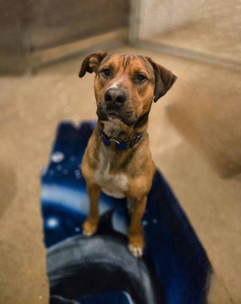 Enlarge Scooby-Doo, a Adoptable mixed breed in Waynesville, MO image 2/5