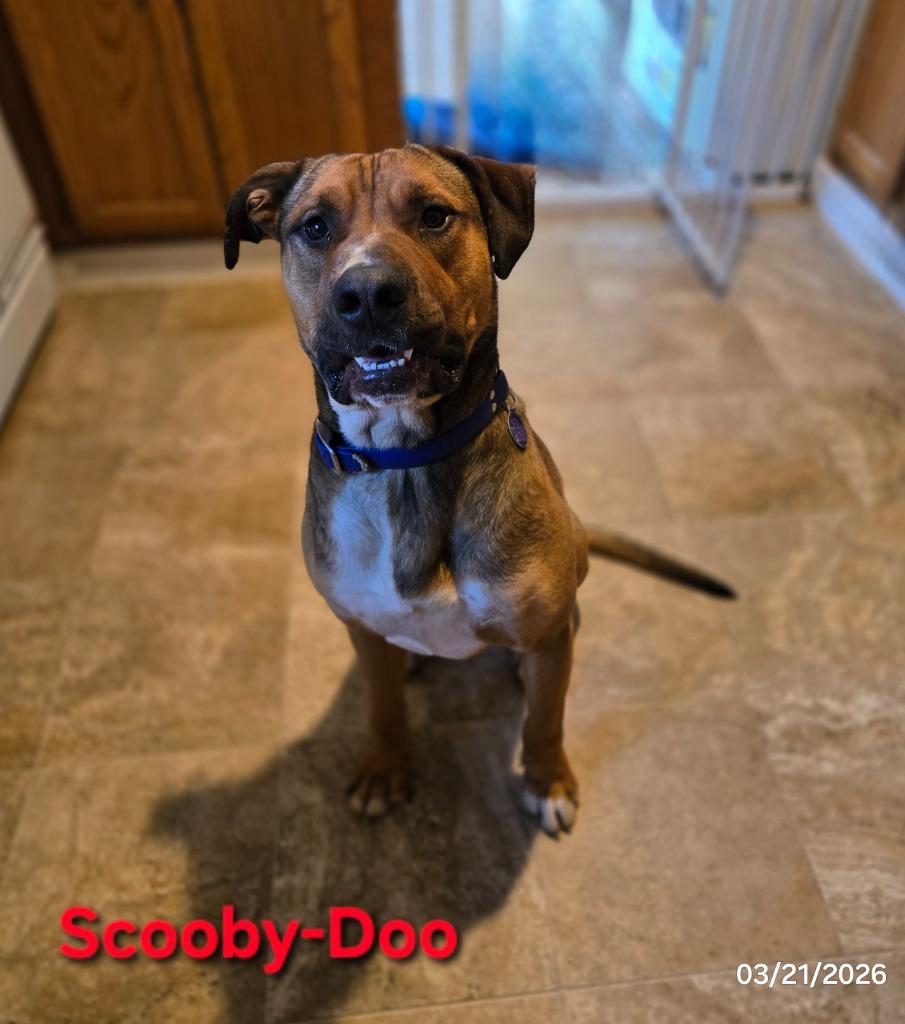 Enlarge Scooby-Doo, a Adoptable mixed breed in Waynesville, MO image 3/5
