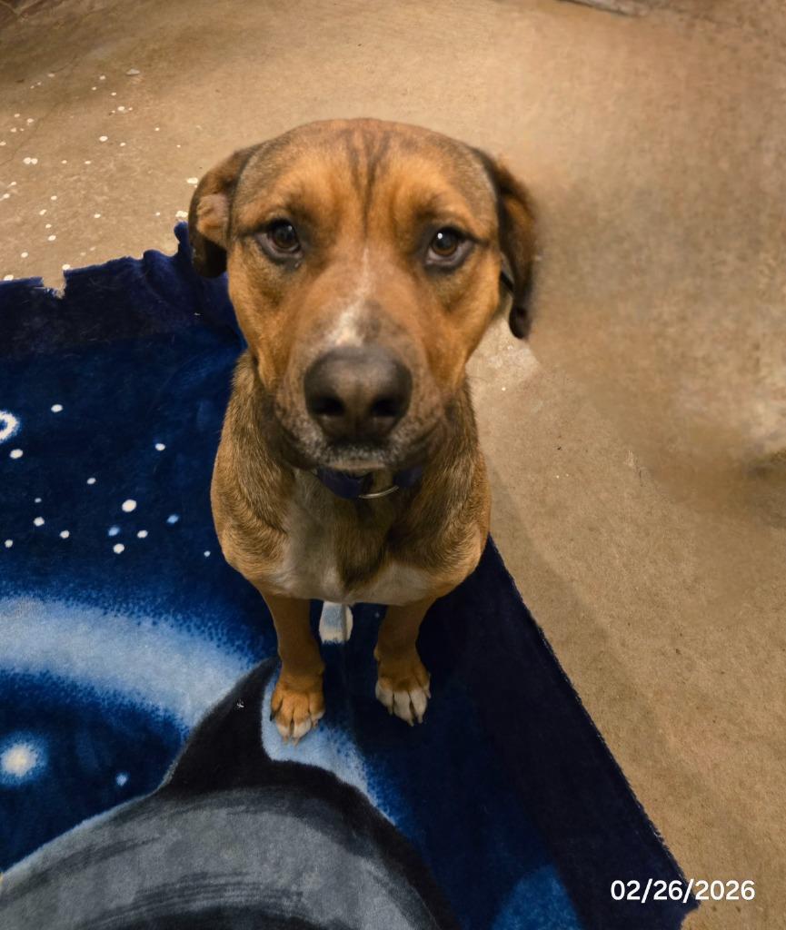 Enlarge Scooby-Doo, a Adoptable mixed breed in Waynesville, MO image 4/5