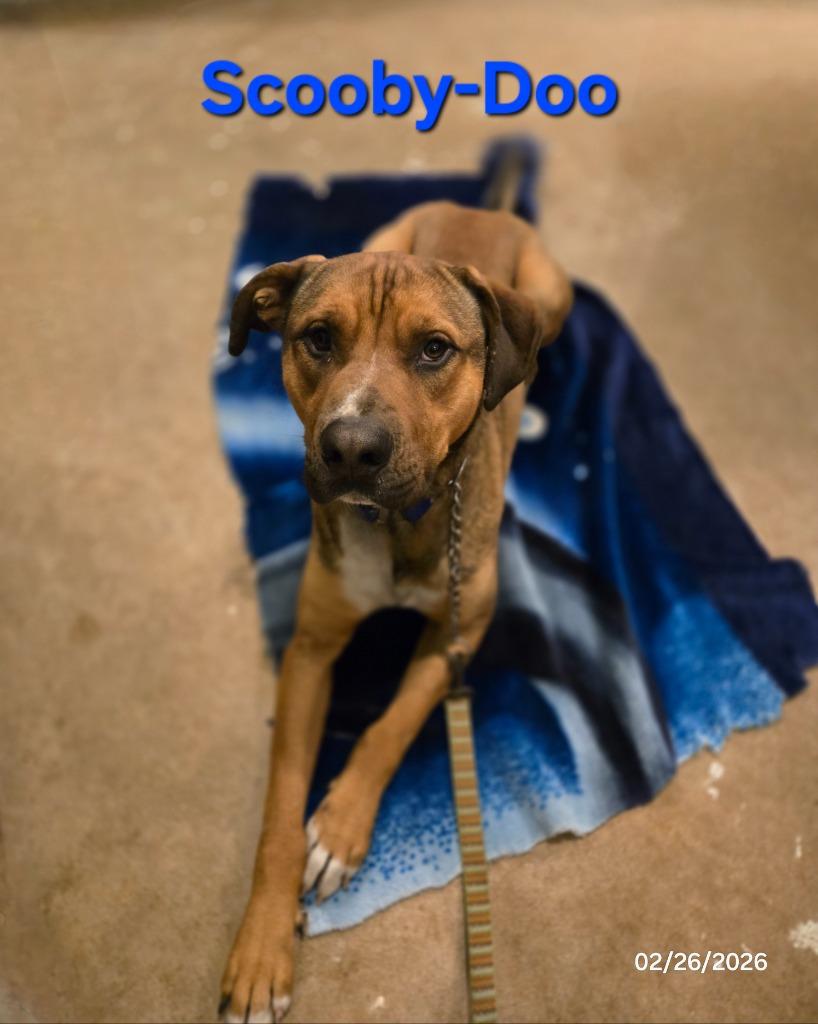 Enlarge Scooby-Doo, a Adoptable mixed breed in Waynesville, MO image 5/5