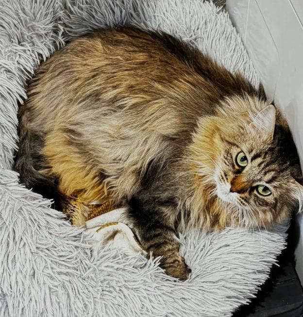 Harriet, adoptable, Senior Female Domestic Long Hair.
