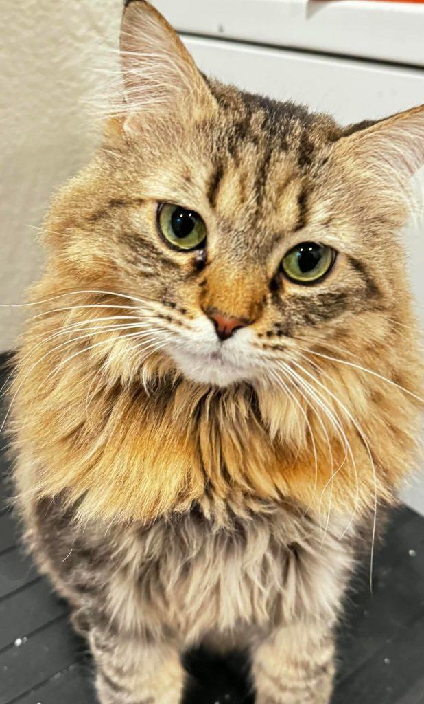 Enlarge Harriet, a ADOPTABLE Domestic Long Hair in Wasilla, AK image 1/1