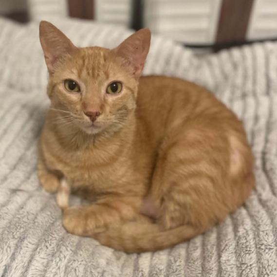 Clementine, Adoptable, Adult Female Domestic Short Hair.