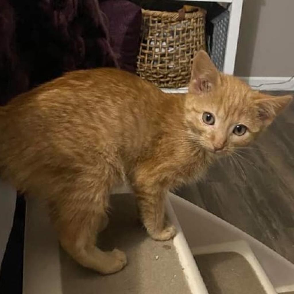 Enlarge Clementine, a Adoptable Domestic Short Hair in Middleton, WI image 2/4