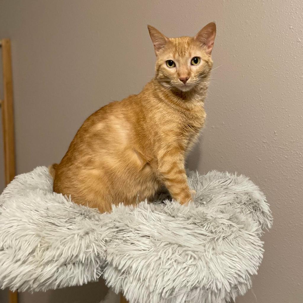 Enlarge Clementine, a Adoptable Domestic Short Hair in Middleton, WI image 3/4