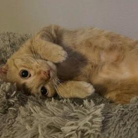 Enlarge Clementine, a Adoptable Domestic Short Hair in Middleton, WI image 4/4