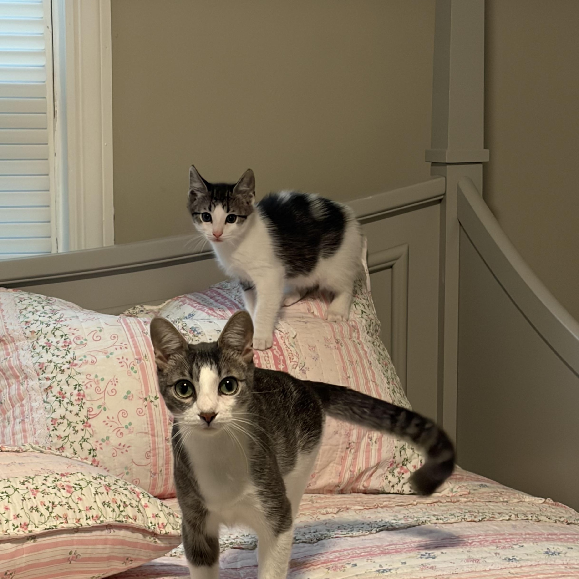 Enlarge Clawd, a Adoptable American Shorthair in Fayetteville, NC image 5/5