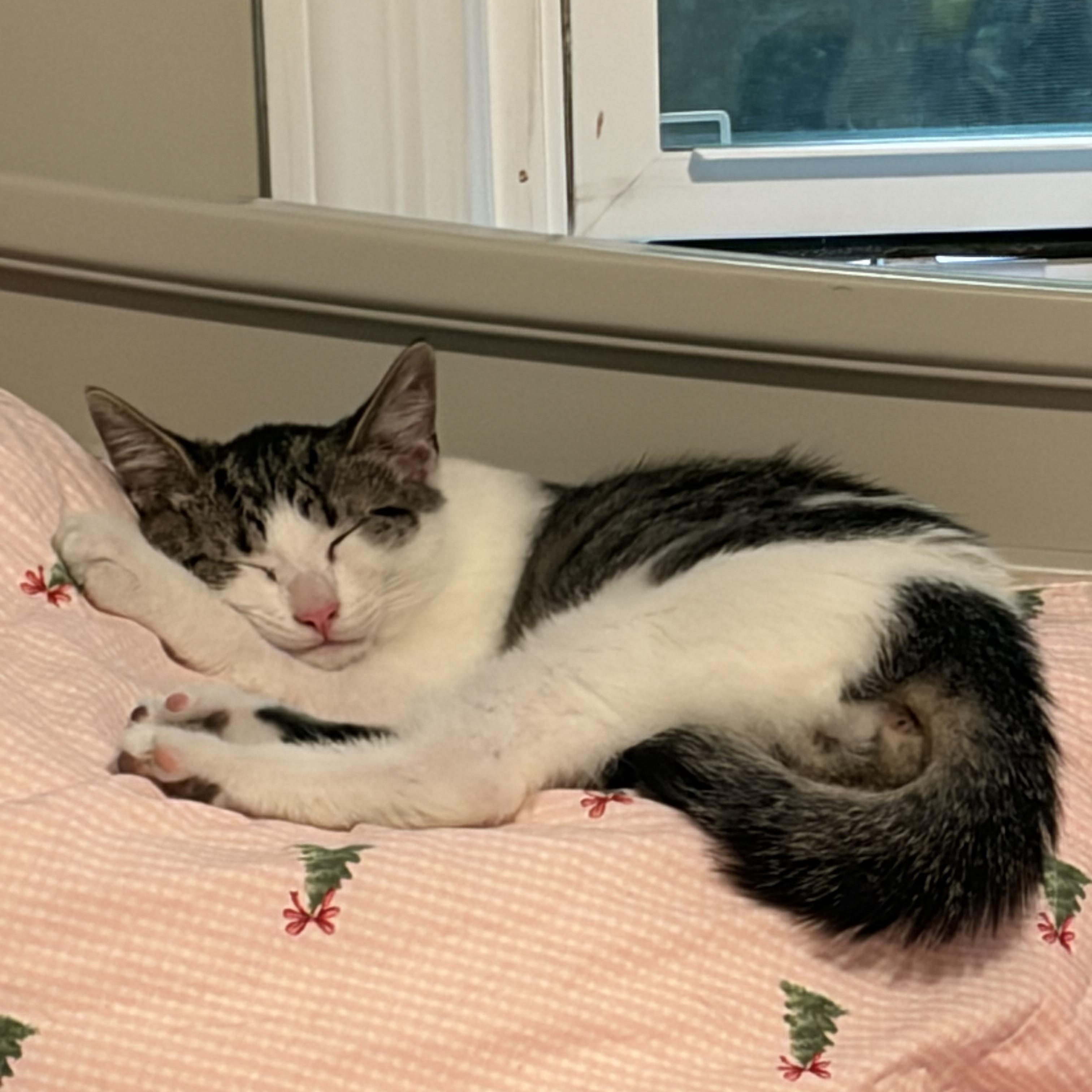 Clawd, Adoptable, Young Male American Shorthair.