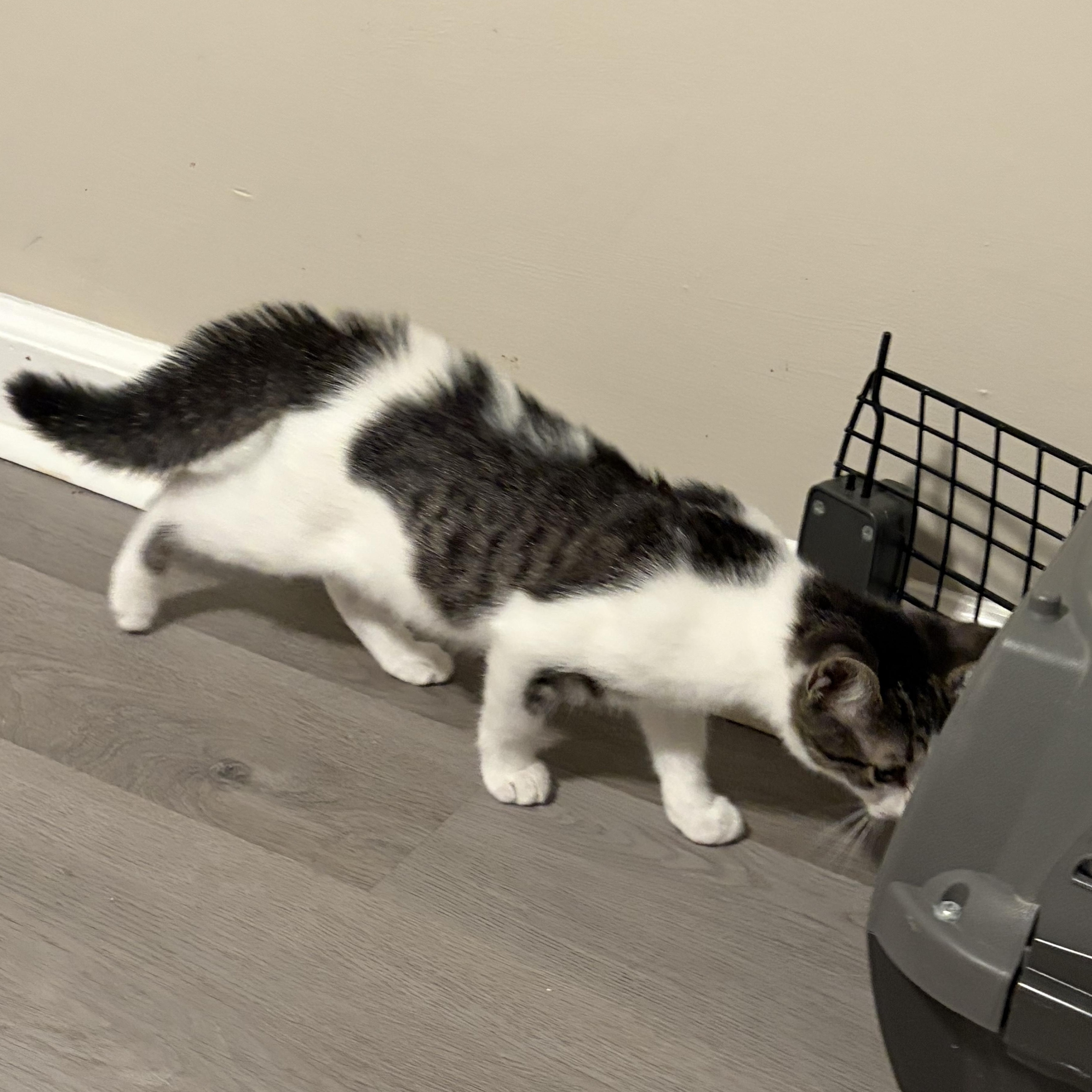 Enlarge Clawd, a Adoptable American Shorthair in Fayetteville, NC image 2/5