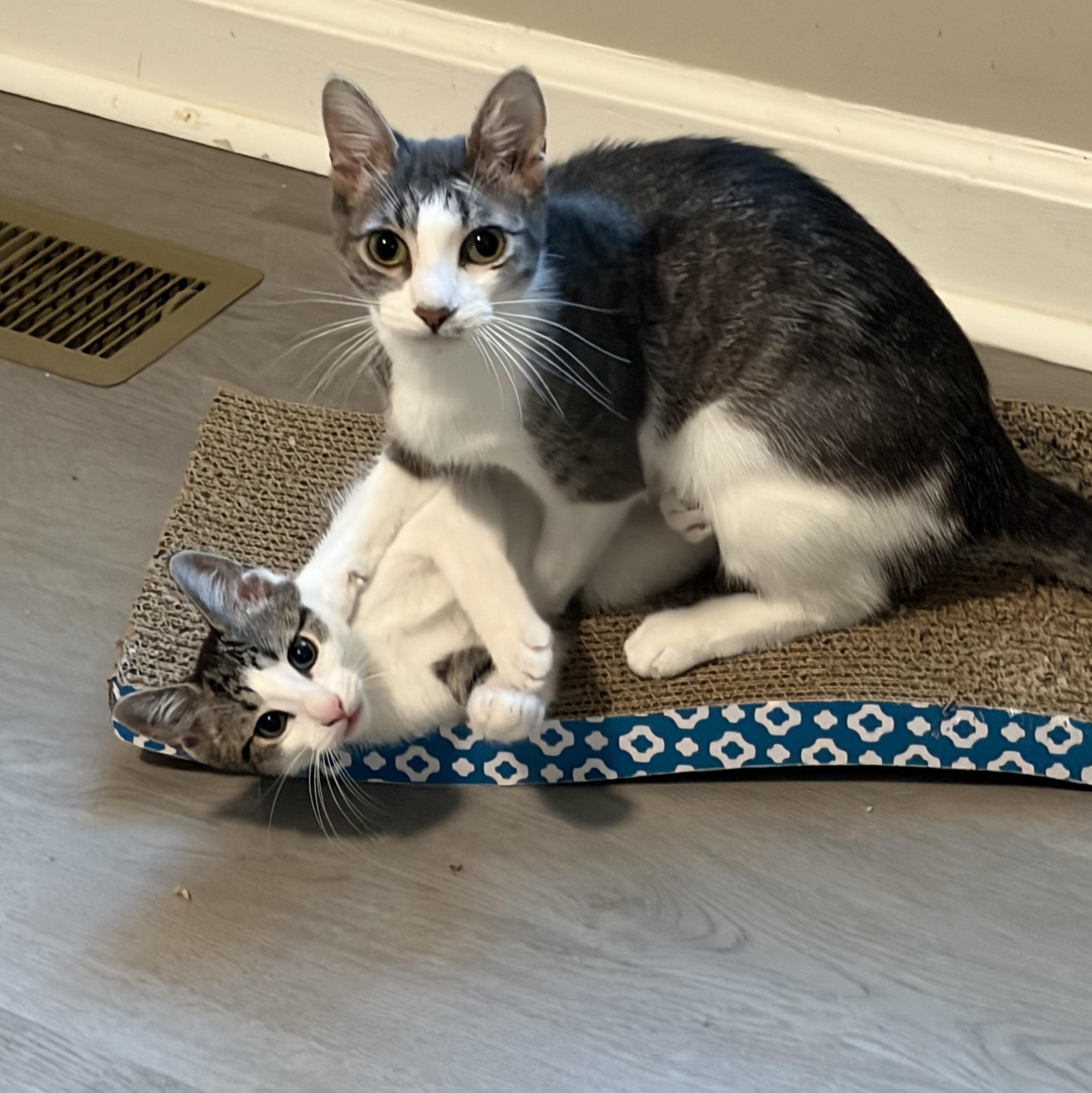 Enlarge Clawd, a Adoptable American Shorthair in Fayetteville, NC image 4/5