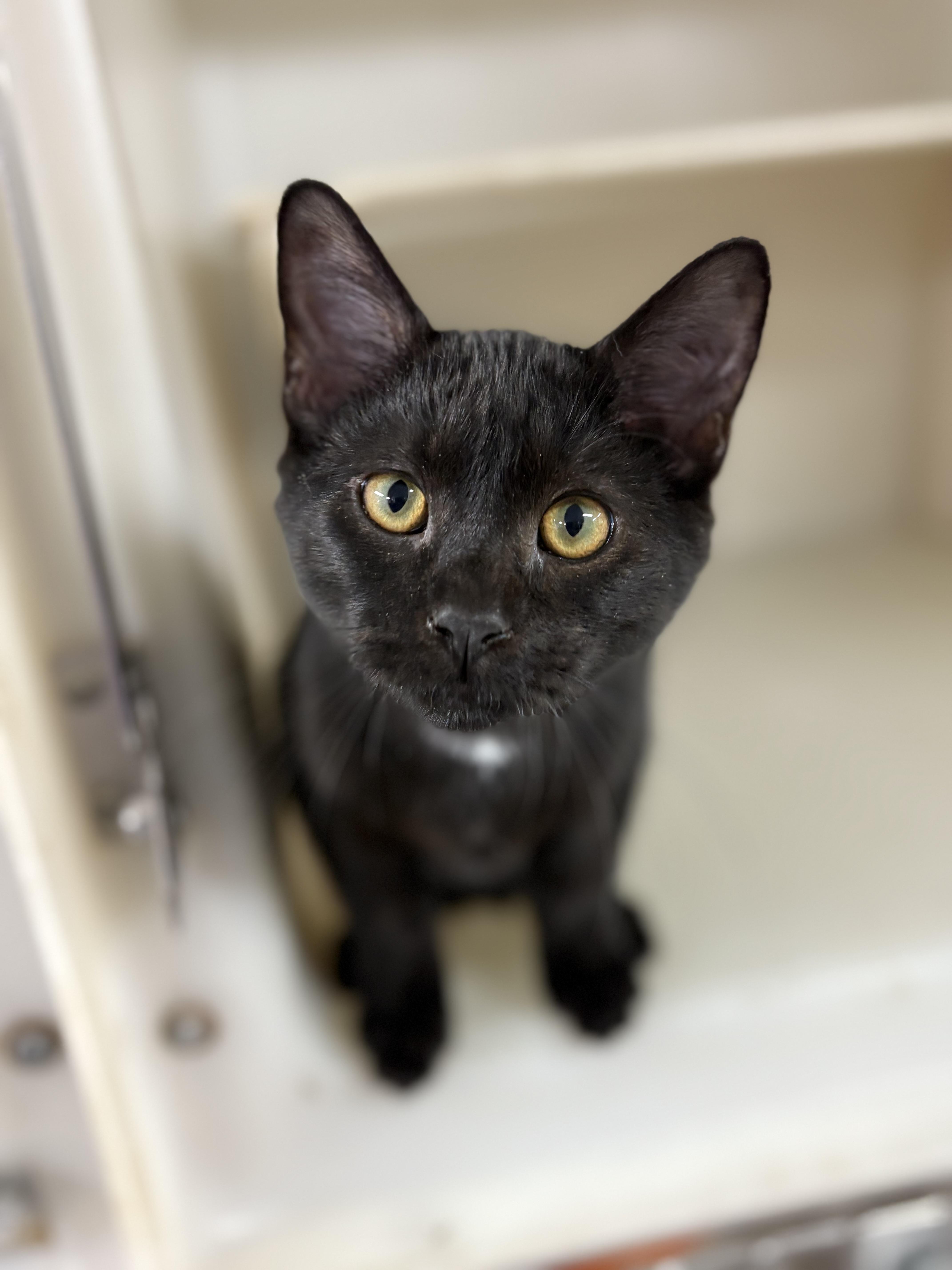 Tabasco, a Adoptable mixed breed in Charles City, IA image 3/4