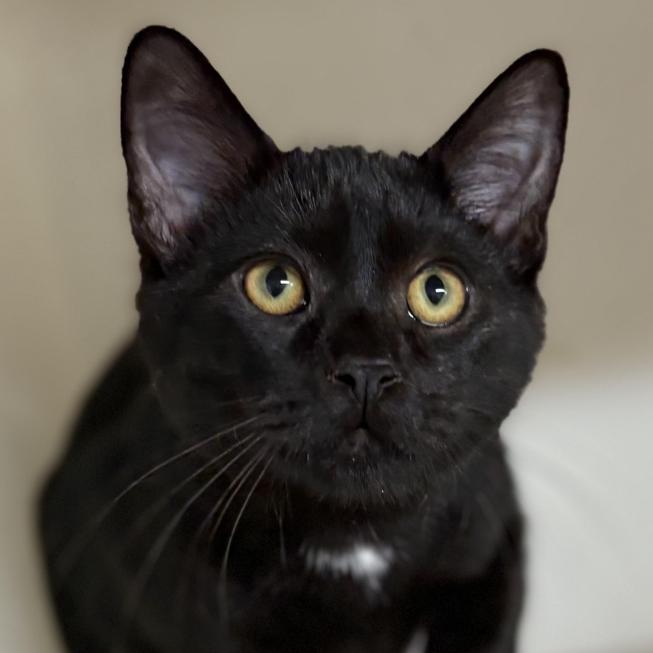 Tabasco, Adoptable, Young Male Domestic Short Hair.