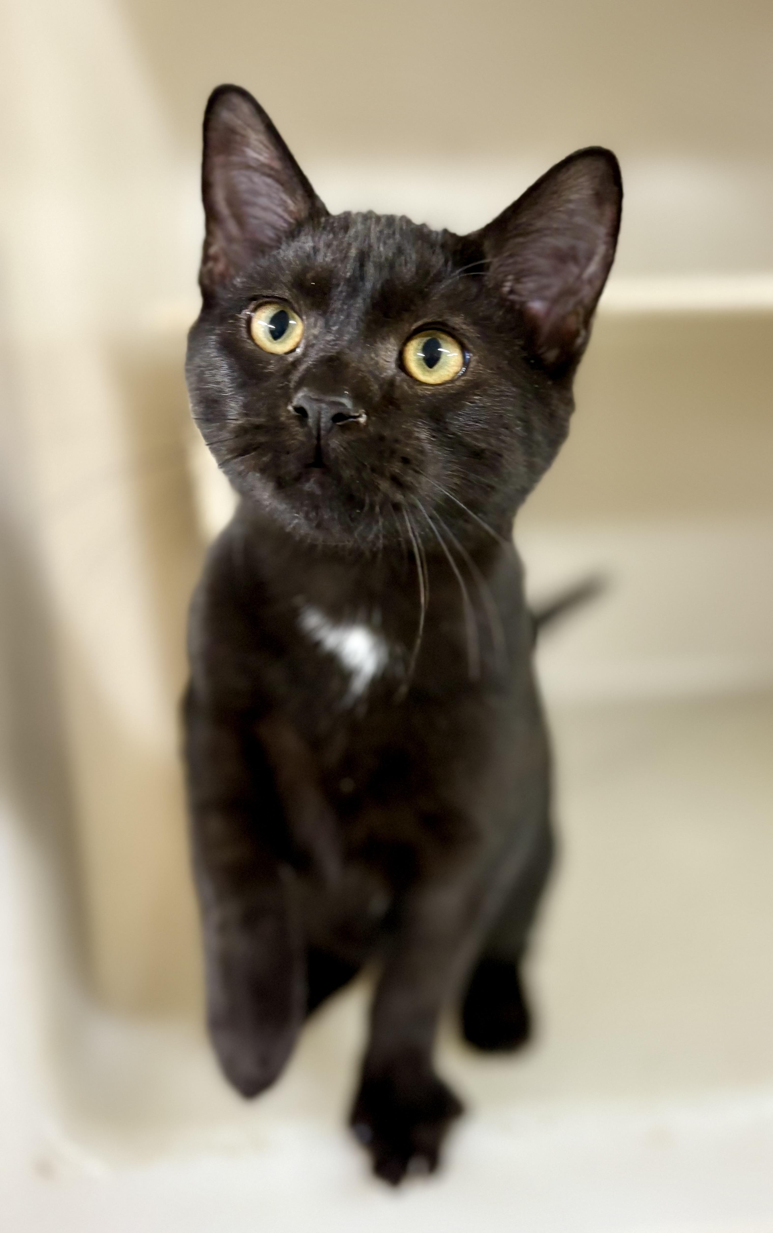 Tabasco, a Adoptable mixed breed in Charles City, IA image 4/4