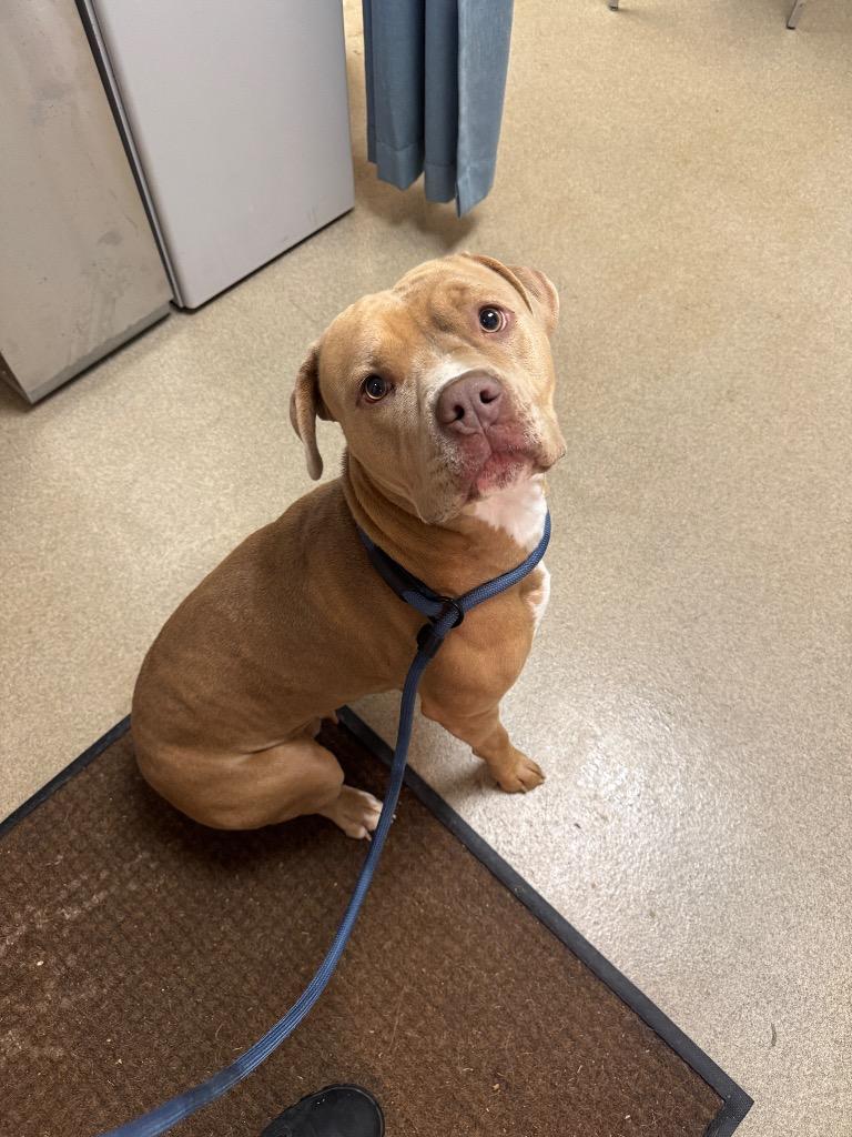 Kaytee, Adoptable, Adult Female Mixed Breed.