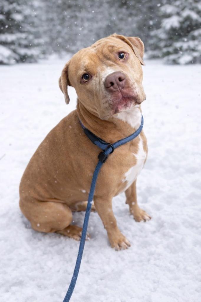 Enlarge Kaytee, a Adoptable mixed breed in Springfield, OH image 3/4