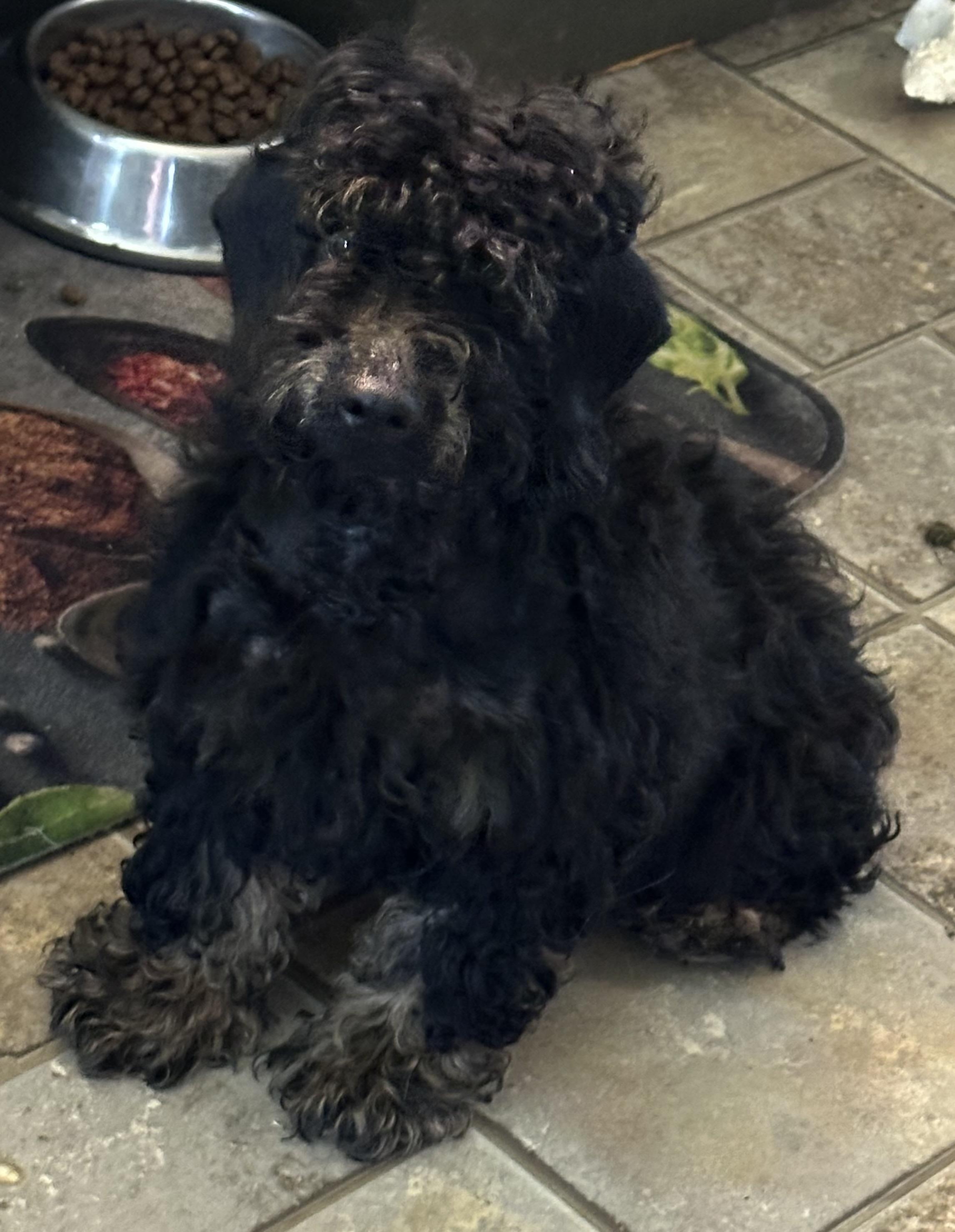 Tucker, a Adoptable Cockapoo in Zanesville, OH image 1/2