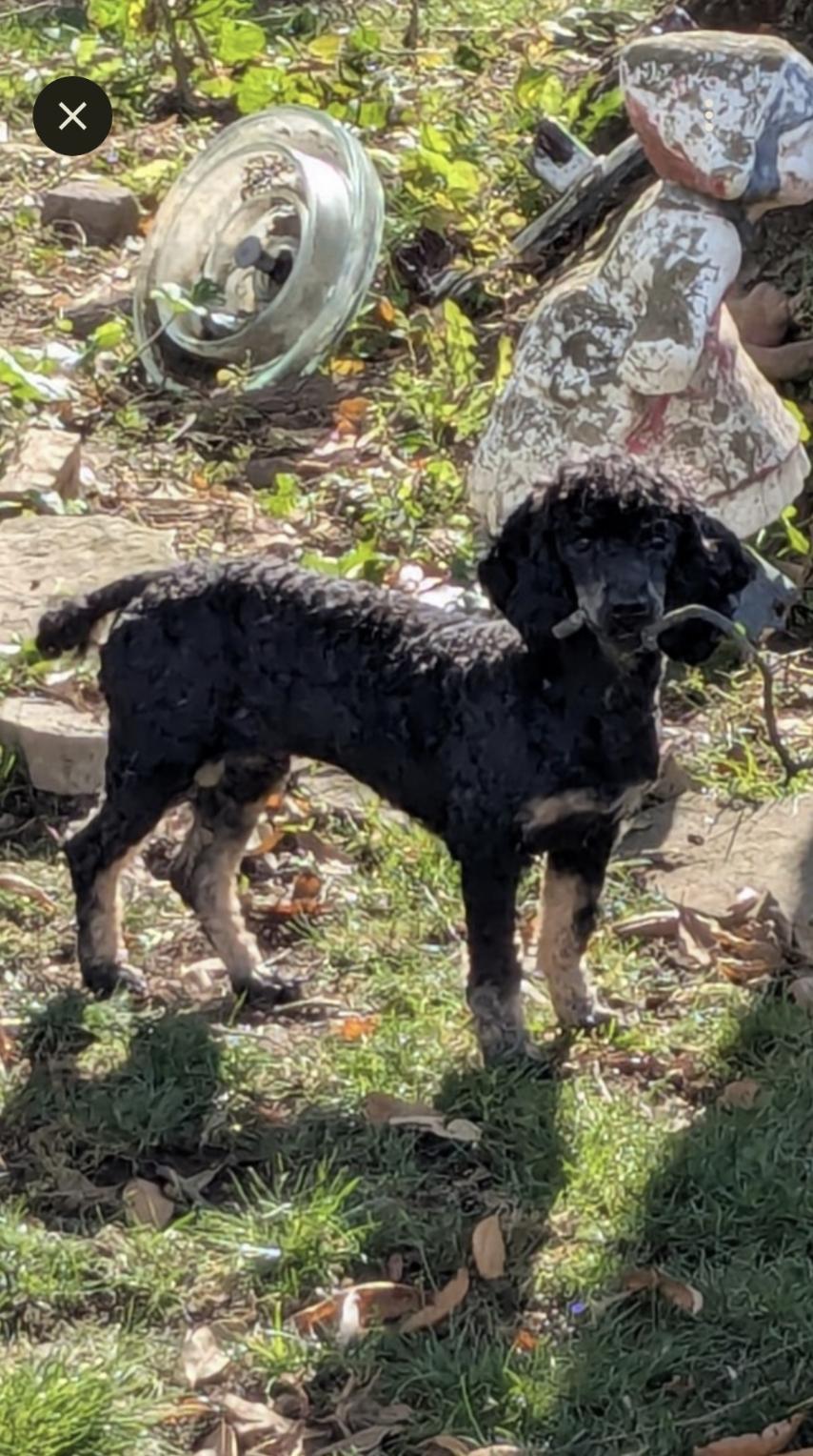 Tucker, a Adoptable Cockapoo in Zanesville, OH image 2/2