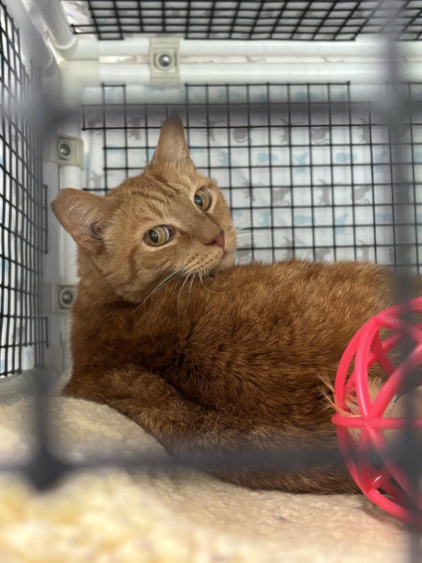 Blaze, Adoptable, Adult Male Domestic Short Hair.