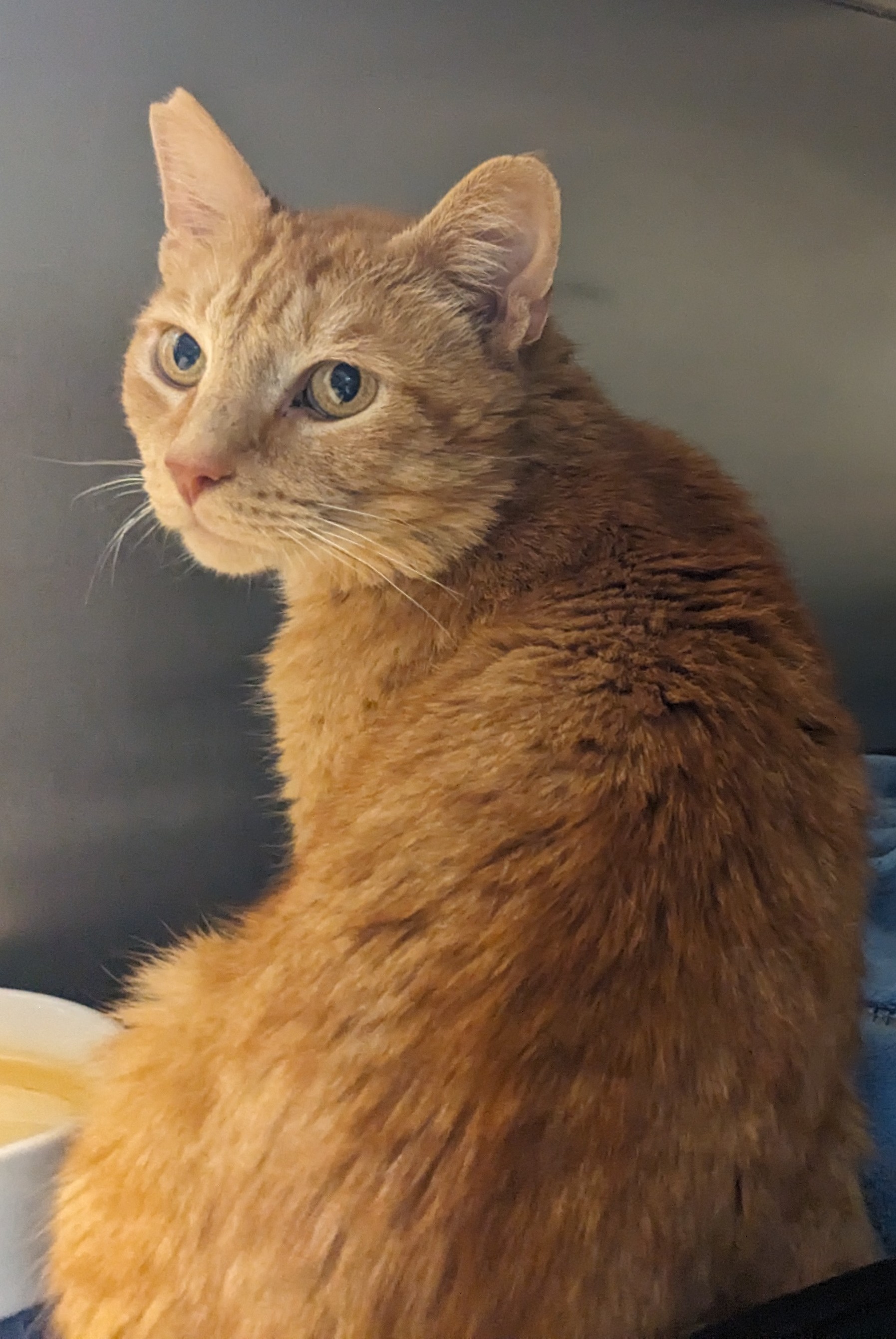 Blaze, Adoptable, Adult Male Domestic Short Hair.